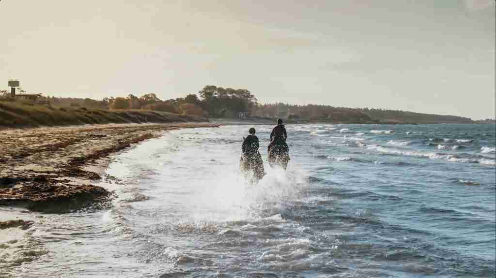 Ryde Equestrian