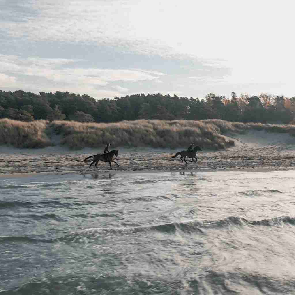 Galopp på stranden i Ryde Adjustable